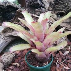 Neoregelia 'Japin Pink'
