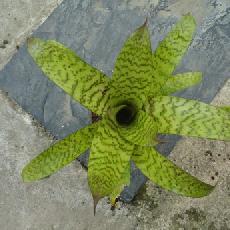 Vriesea heiroglyphica