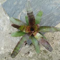 Neoregelia 'Atlantis'