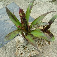 Neoregelia 'Whim'