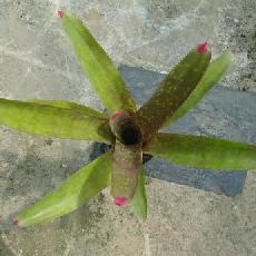 Neoregelia marmorata x spectabilis