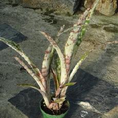 Billbergia 'Fascinator'