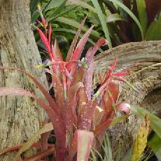 Billbergia nutans x saundersii