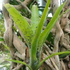 Neoregelia 'Anteia'