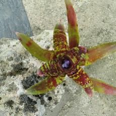 Neoregelia 'Moon Tiger'