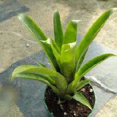 Aechmea pimenti-velosoi var glabra
