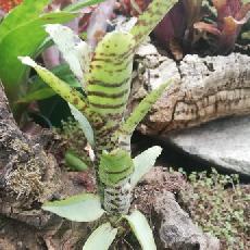 Neoregelia lilliputiana x Giant