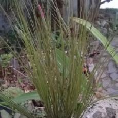 Tillandsia pseudosetacea