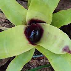 Quesnelia siedeliana