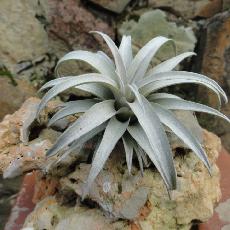 Tillandsia capitata 'Yellow Stars'