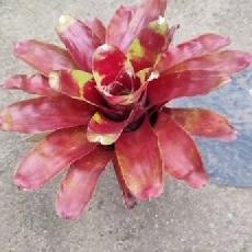 Neoregelia 'Lamberts Pride'