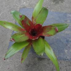Neoregelia ampullacea ssp Gurken