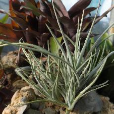 Tillandsia toporiensis