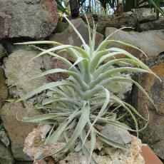 Tillandsia cacticola 'Straigt Silver form'