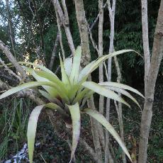 Tillandsia secunda var secunda
