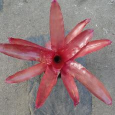 Neoregelia 'Sunrise'