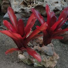 Neoregelia 'Super Fireball'
