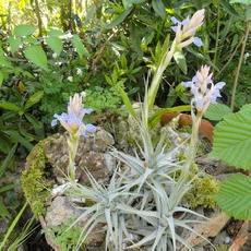 Tillandsia bergeri 'Stem Large Form'