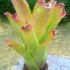 Neoregelia cruenta  'Red'
