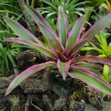 Neoregelia 'Iphigenie'