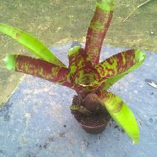 Neoregelia 'Screaming Tiger'