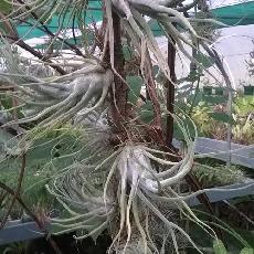 Tillandsia elhersiana