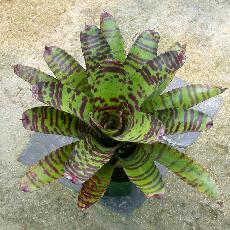 Neoregelia 'High Voltage'