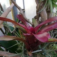 Neoregelia 'Amazon'
