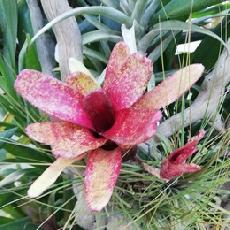 Neoregelia