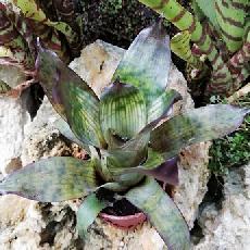 Vriesea gigantea seideliana 'Nova'