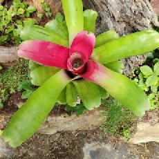 Neoregelia 'Scarlet Charlotte'