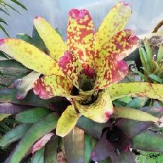 Neoregelia 'Tequila'