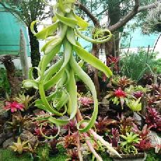 Tillandsia 'Curly Slim'