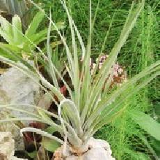 Tillandsia barclayana