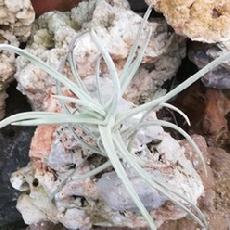 Tillandsia tortilis