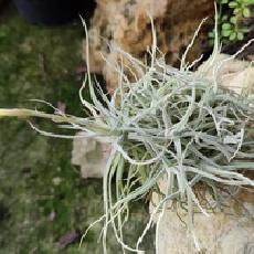 Tillandsia chusgonensis