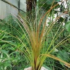 Tillandsia festucoides