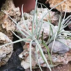 Tillandsia werdermanii