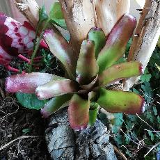 Neoregelia 'Jude Night'