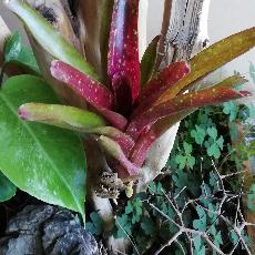 Neoregelia 'Ruby Throat'