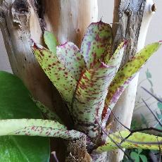 Neoregelia 'Guinea'