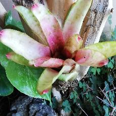 Neoregelia 'Alpine Rose'