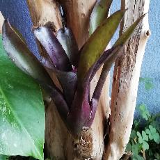 Neoregelia 'Edge of Night'
