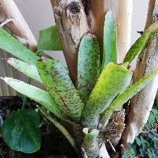 Neoregelia 'Red Lips'