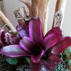 Neoregelia 'Karunesh'