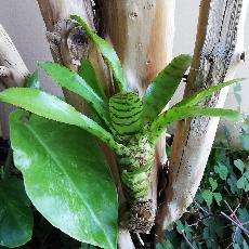 Neoregelia punctatissima