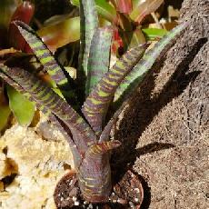 Neoregelia purpurea compacta