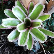 Neoregelia 'Pink Delight'