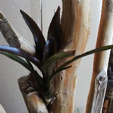 Neoregelia 'Midas'