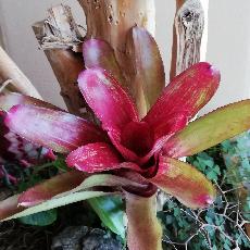 Neoregelia 'Rio Grande'